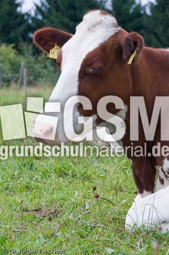 Hausrind (103 von 174).jpg